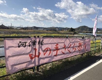 20230306_朝比奈川の河津桜_山の手さくら_008
