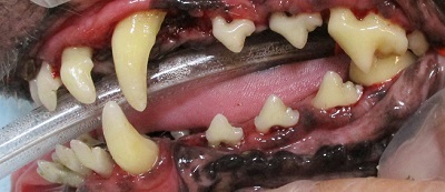 ココアちゃん　犬の歯石除去４