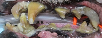 アロマちゃん　犬の歯石除去2