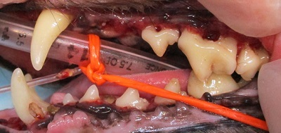 アロマちゃん　犬の歯石除去4