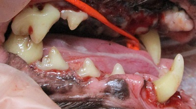 アロマちゃん　犬の歯石除去3