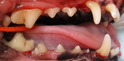 シェルJrちゃん　犬の歯石除去3