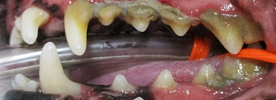 シェルJrちゃん　犬の歯石除去2