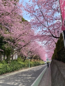 桜トンネルの坂