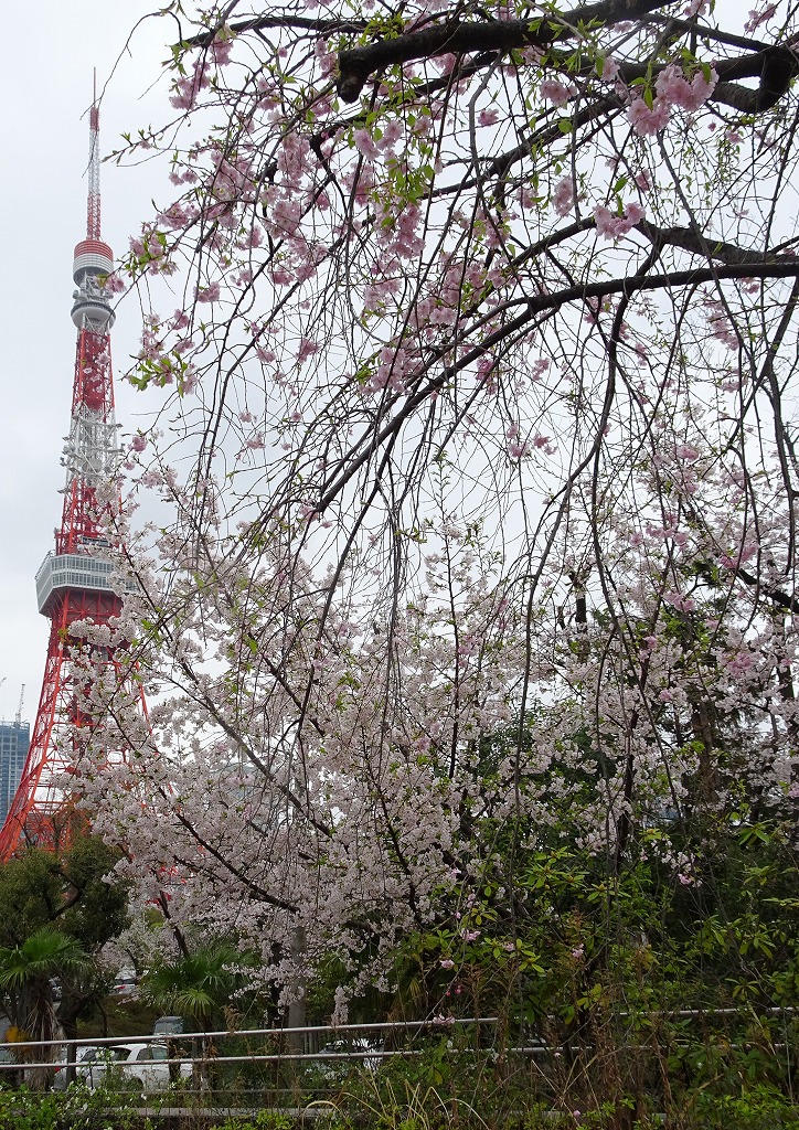 東京タワーを背景にした桜