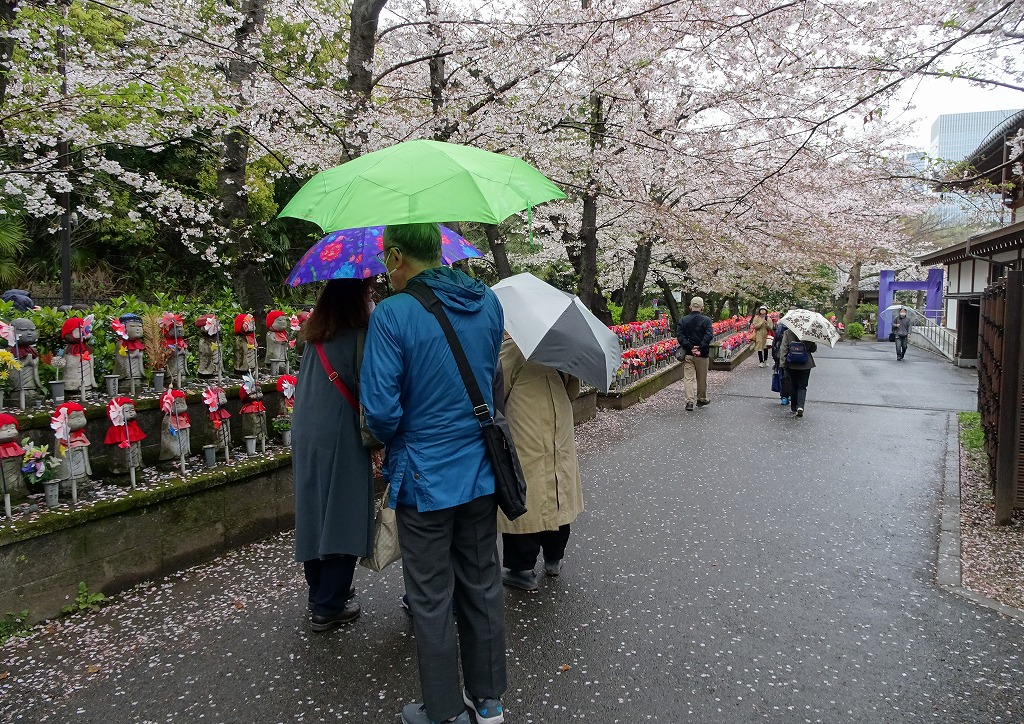 増上寺の「千躰子育地蔵菩薩」に沿った通路の桜
