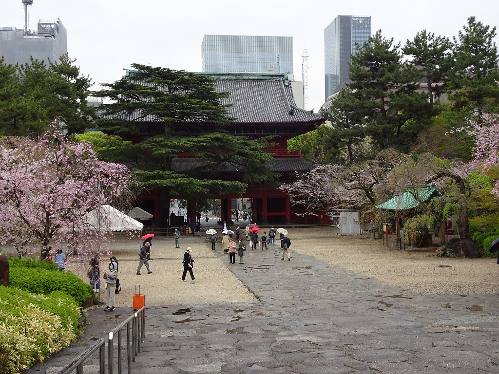 増上寺境内入口近くの桜