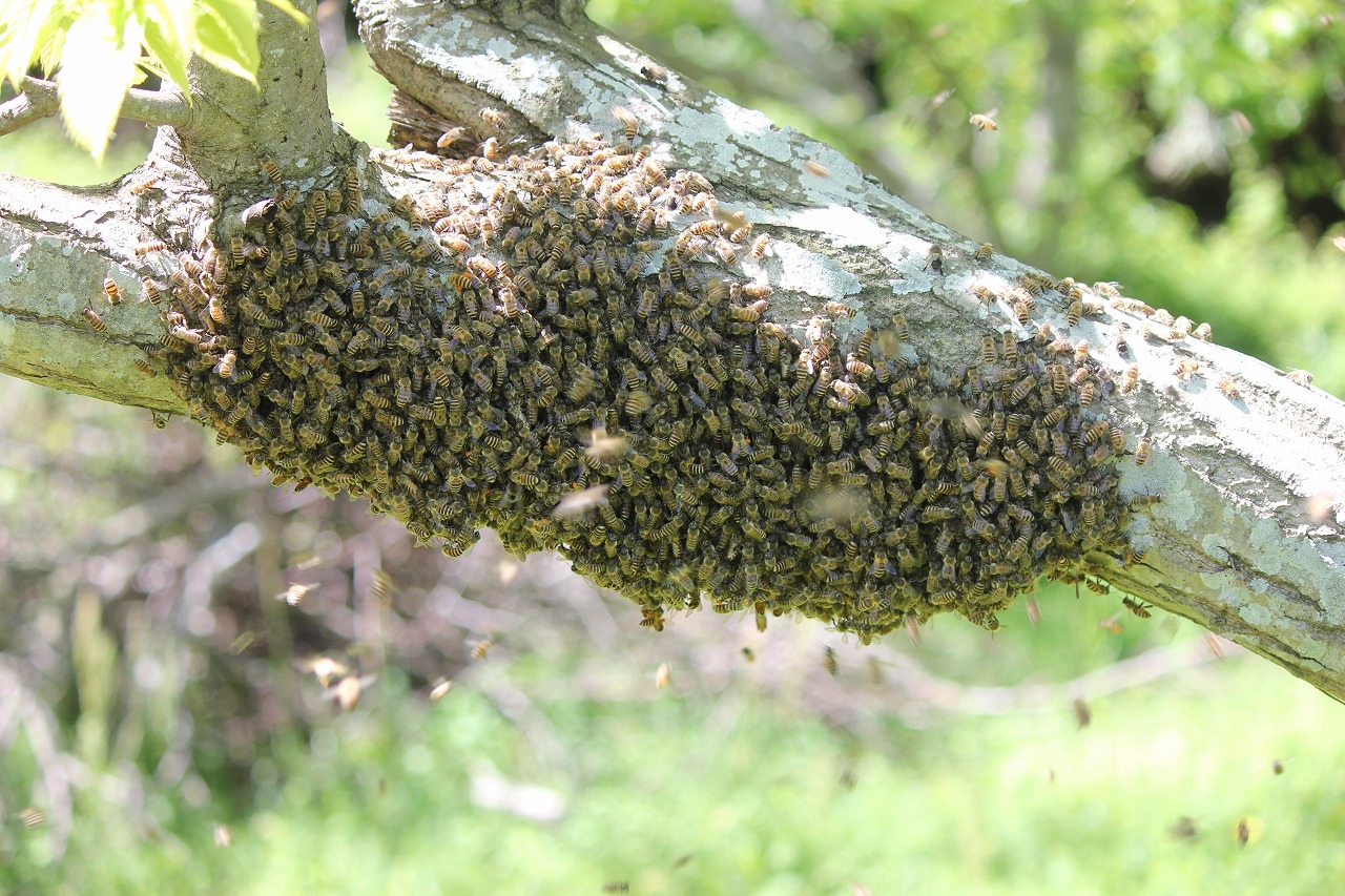 栗の幹に集まった蜂たち