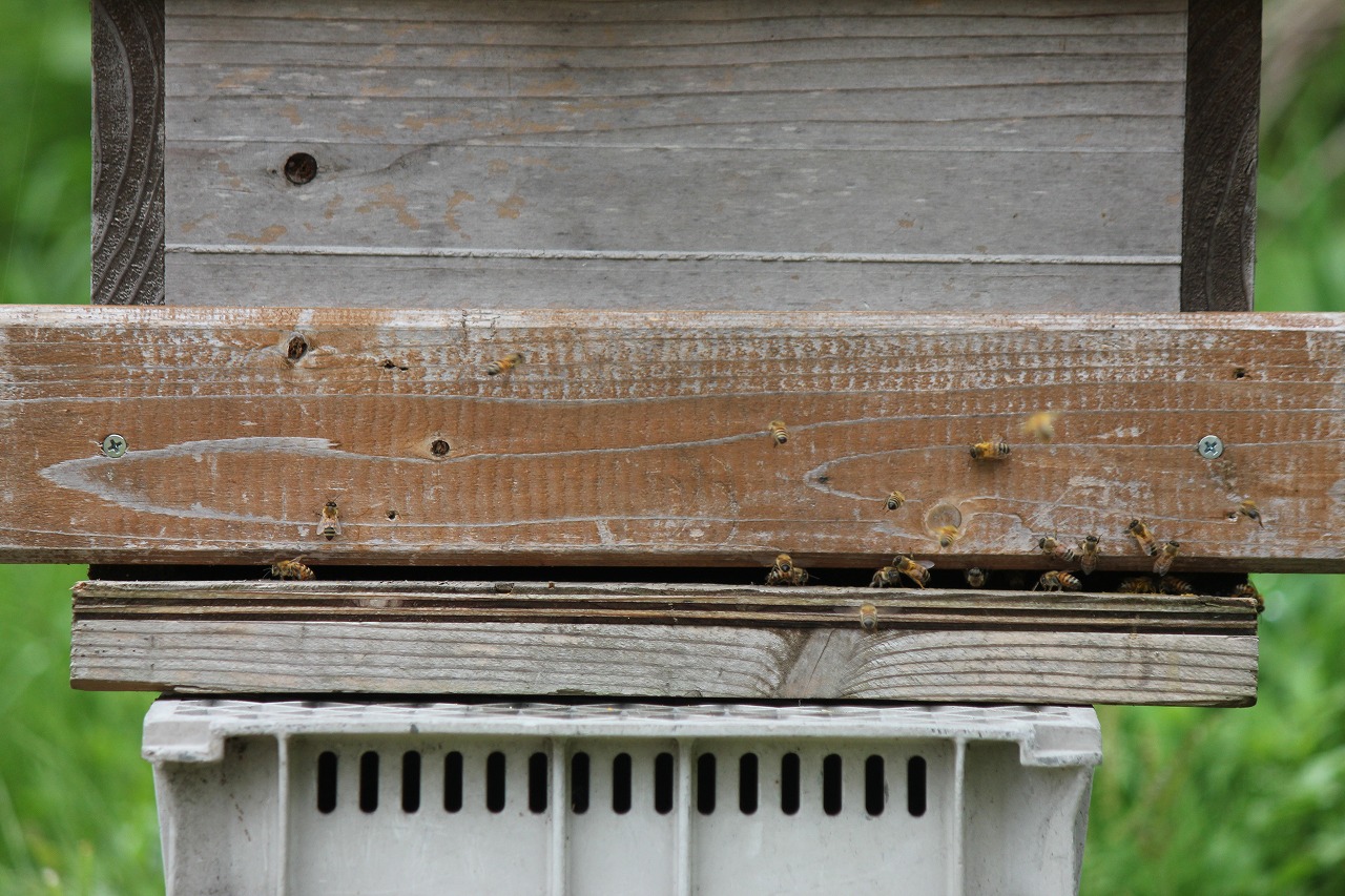 洋蜂と巣門