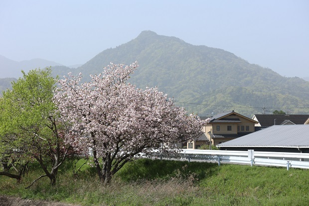 八重桜　虎丸山