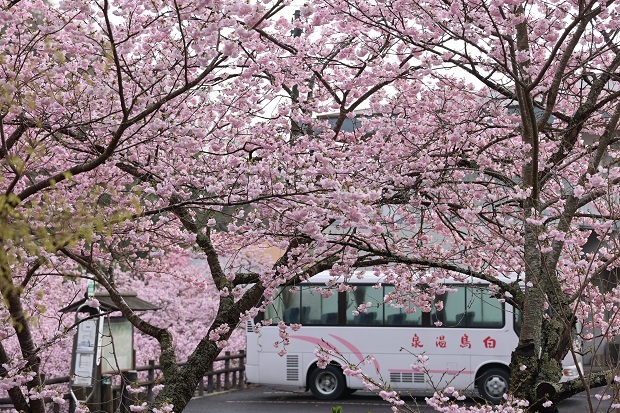 白鳥温泉　桜　2023