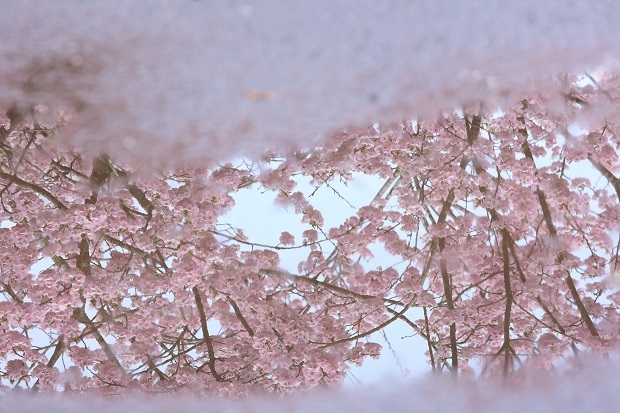 白鳥温泉　桜　2023