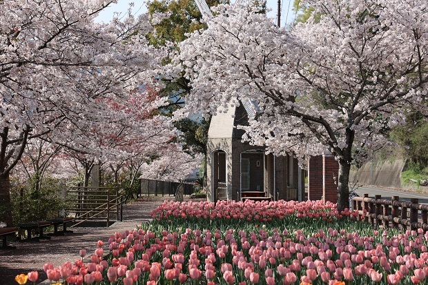 デ・レイケ公園　脇町　桜　チューリップ