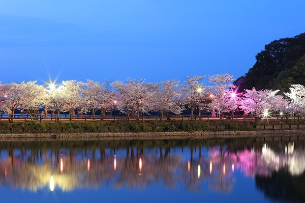 亀鶴公園　桜　ライトアップ　2023