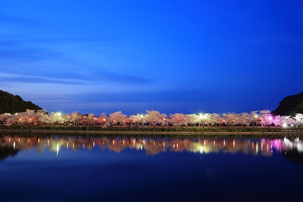 亀鶴公園　桜　ライトアップ　2023