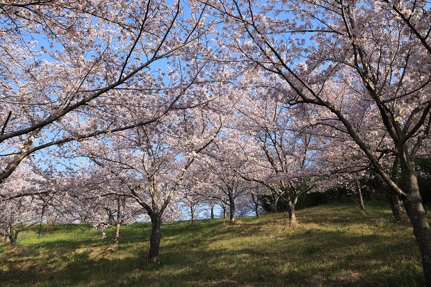 とらまる公園　桜　2023