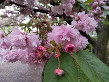 桜7