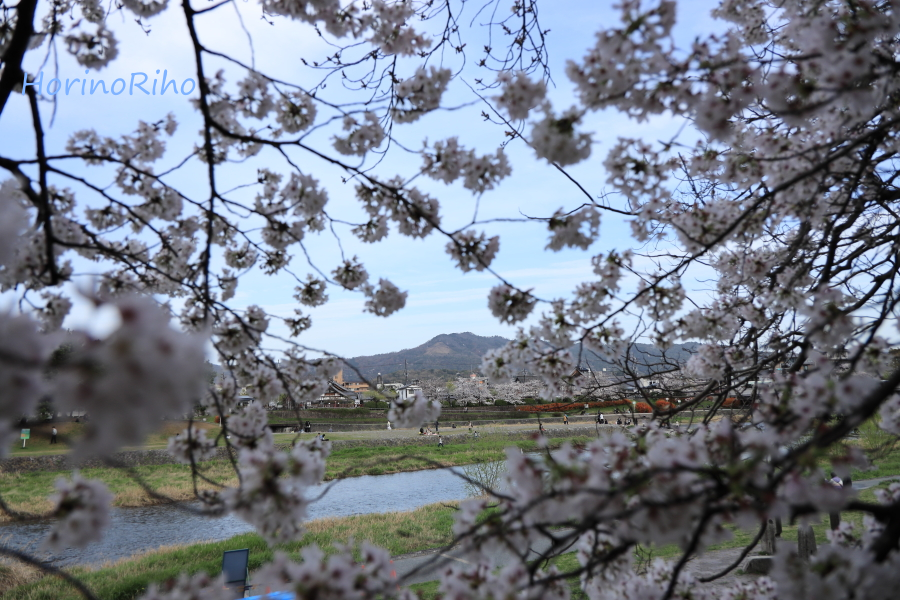 2023桜、大文字山