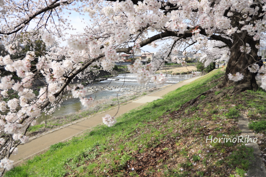 2023 桜、高野川
