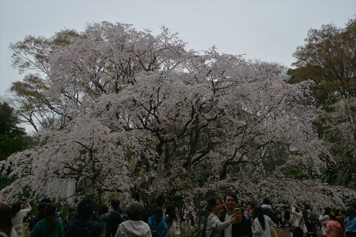 桜20230321 (44)_R