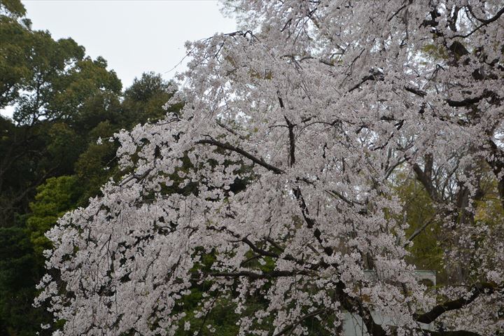 桜20230321 (50)_R