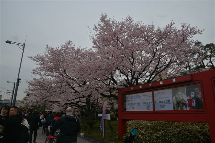 桜20230321 (104)_R