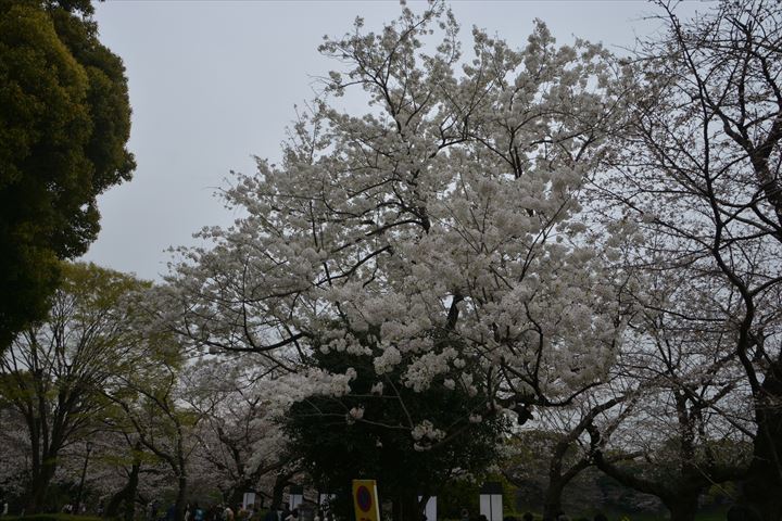 桜20230321 (128)_R