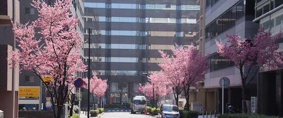 おかめ桜の街路樹
