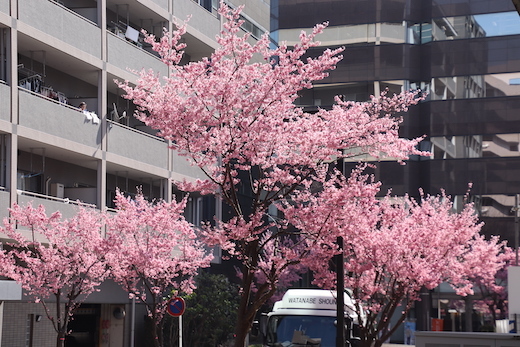 おかめ桜の街路樹２