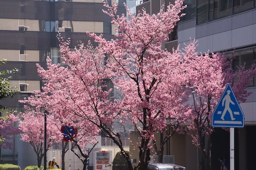 おかめ桜の街路樹３