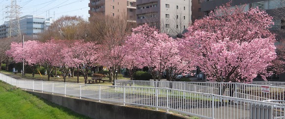 新横浜駅前公園のワールドカップ橋東際の横浜緋桜