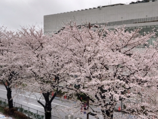 味スタ周辺も桜満開