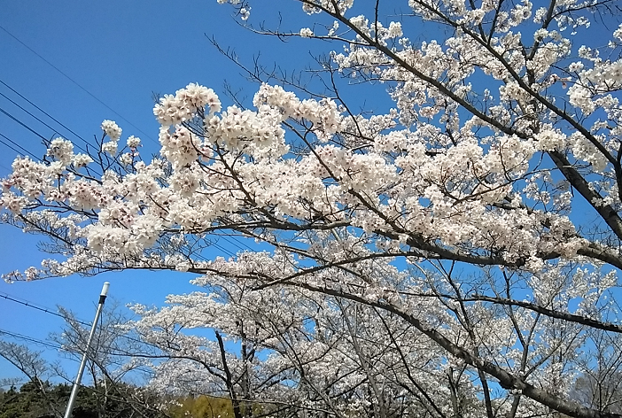 20230328　公園の桜　1