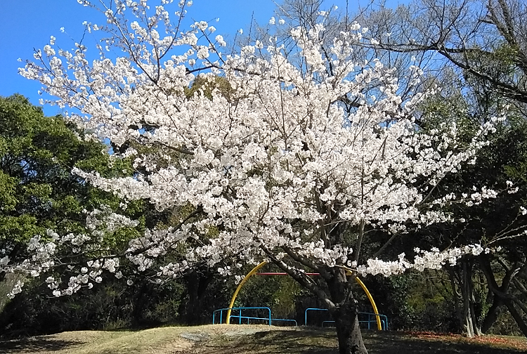 20230328　公園の桜　4
