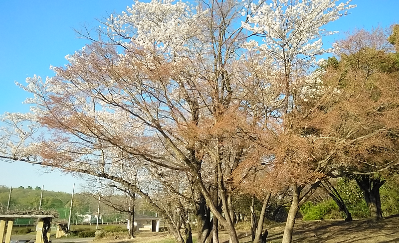 20230328　公園の桜　5