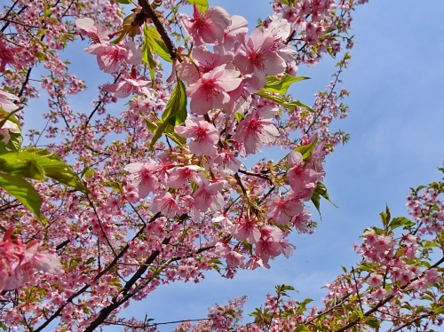 東大山河津桜祭り