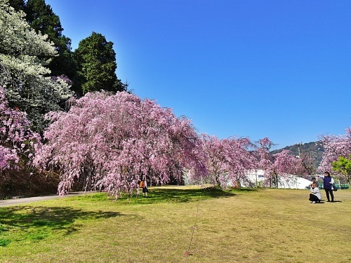 枝垂れ桜の公園