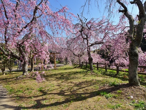 枝垂れ桜の公園