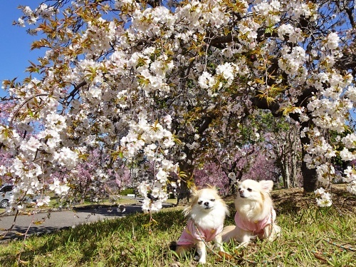 枝垂れ桜の公園　柚子　杏子