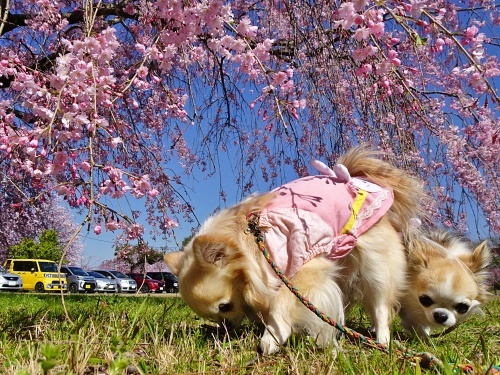 枝垂れ桜の公園　杏子