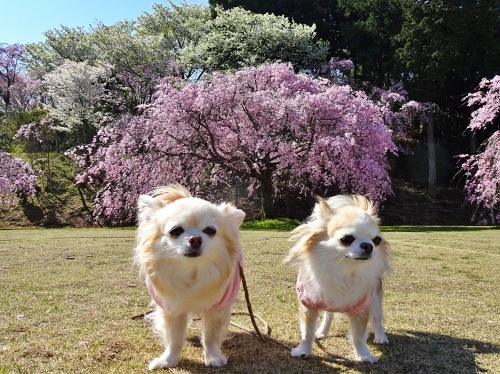 枝垂れ桜の公園　柚子　杏子