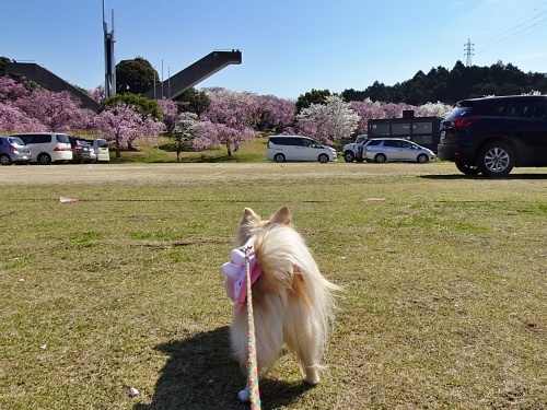 枝垂れ桜の公園　柚子