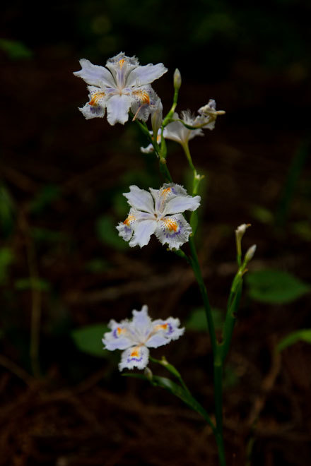 _MG_2512.jpg