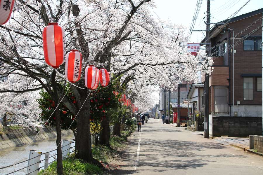 桜咲く福島江