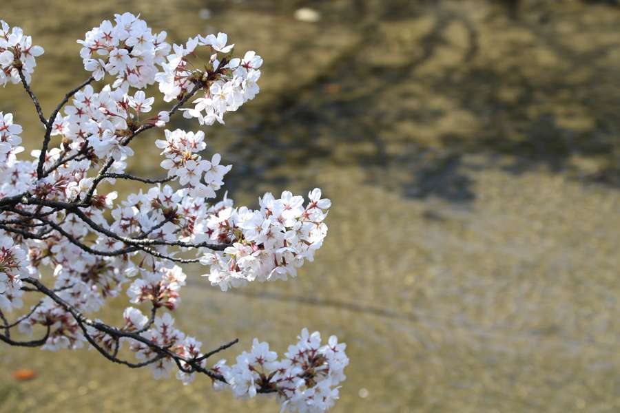 福島江の水面と桜