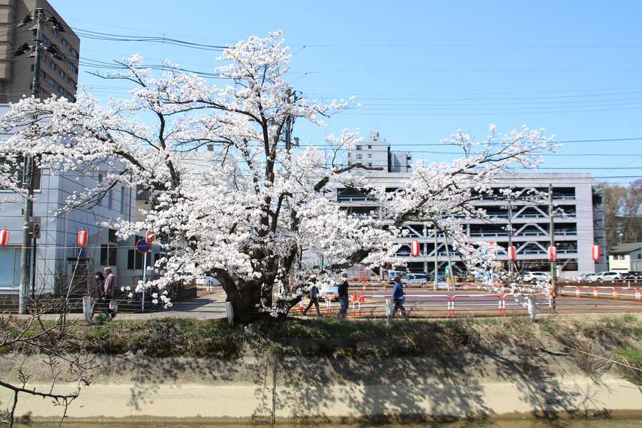 ホテルニューオオタニ長岡近くの福島江に咲くソメイヨシノ