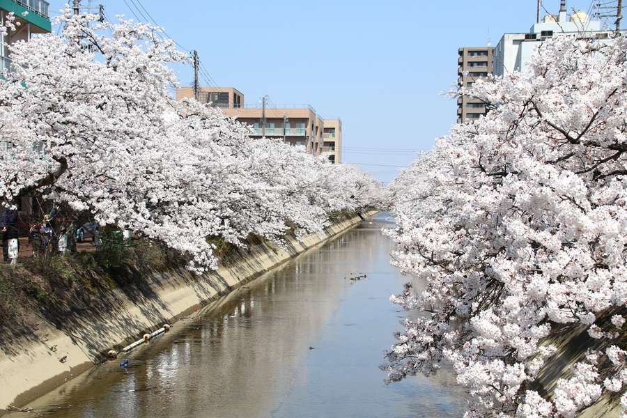 今朝白橋の上から見た福島江の桜
