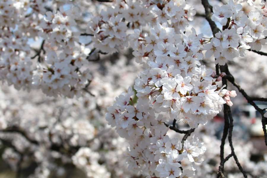 満開だった福島江の桜