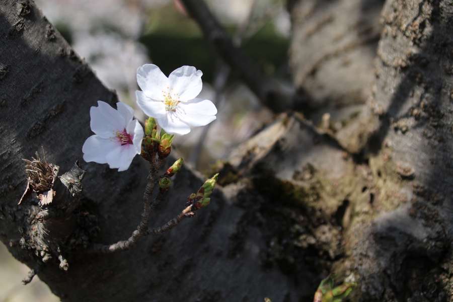 古木に咲くソメイヨシノ