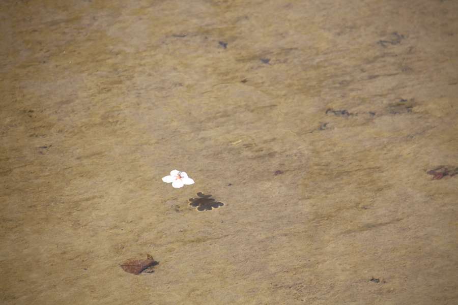 福島江を流れる桜の花